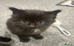 Ragdoll cats for sale: Mixed Ragdolls  - Image 11