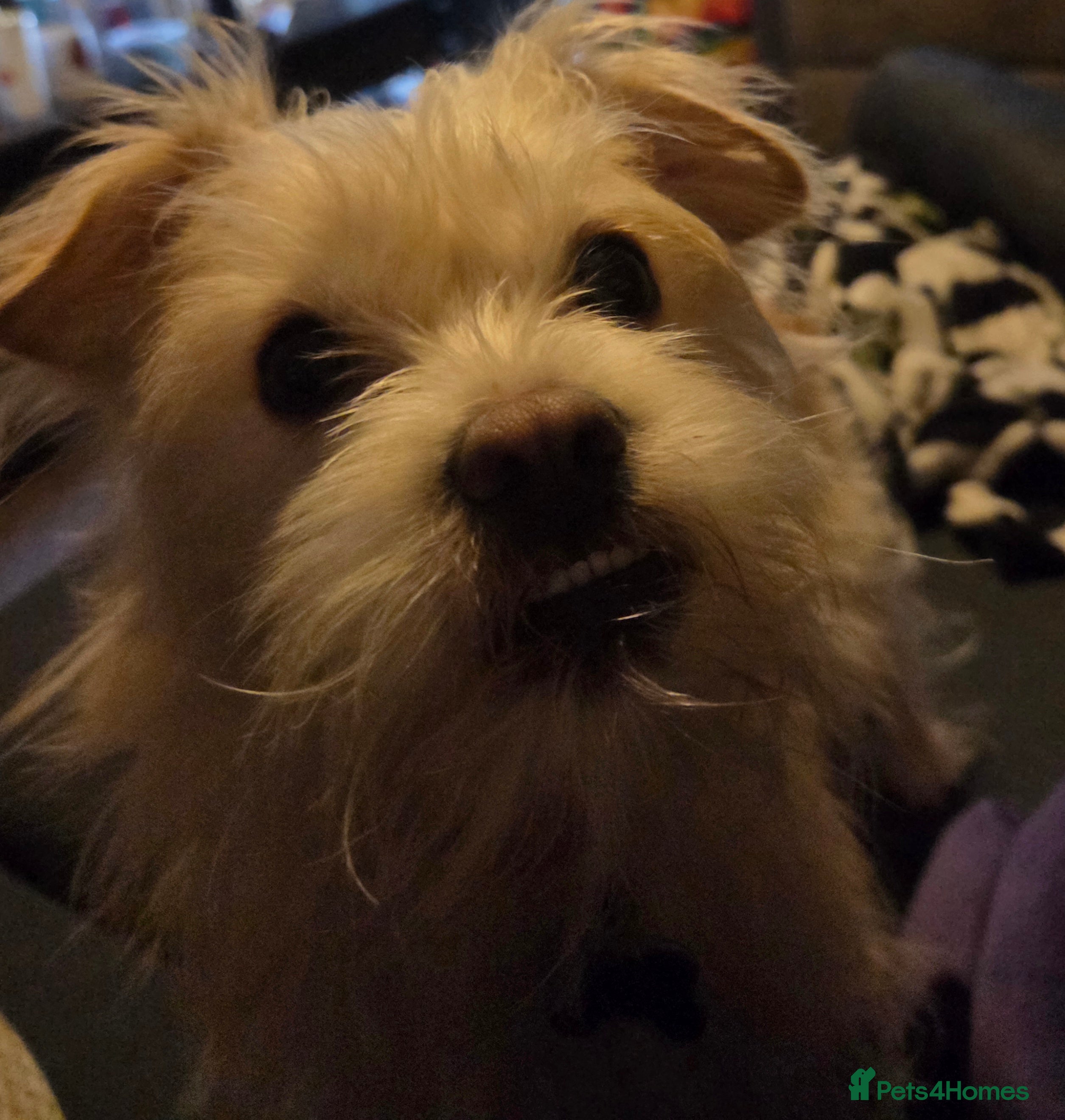 Mixed Breed dogs 9 months old Shih tzu x Jack Russell  - Advert 1