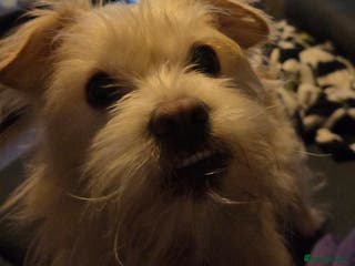 Mixed Breed dogs 9 months old Shih tzu x Jack Russell - Advert 1