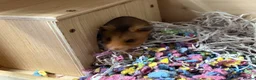 Hamster rodents for sale: hamster for sale (teddy bear)🐻 with cage  - Advert 15