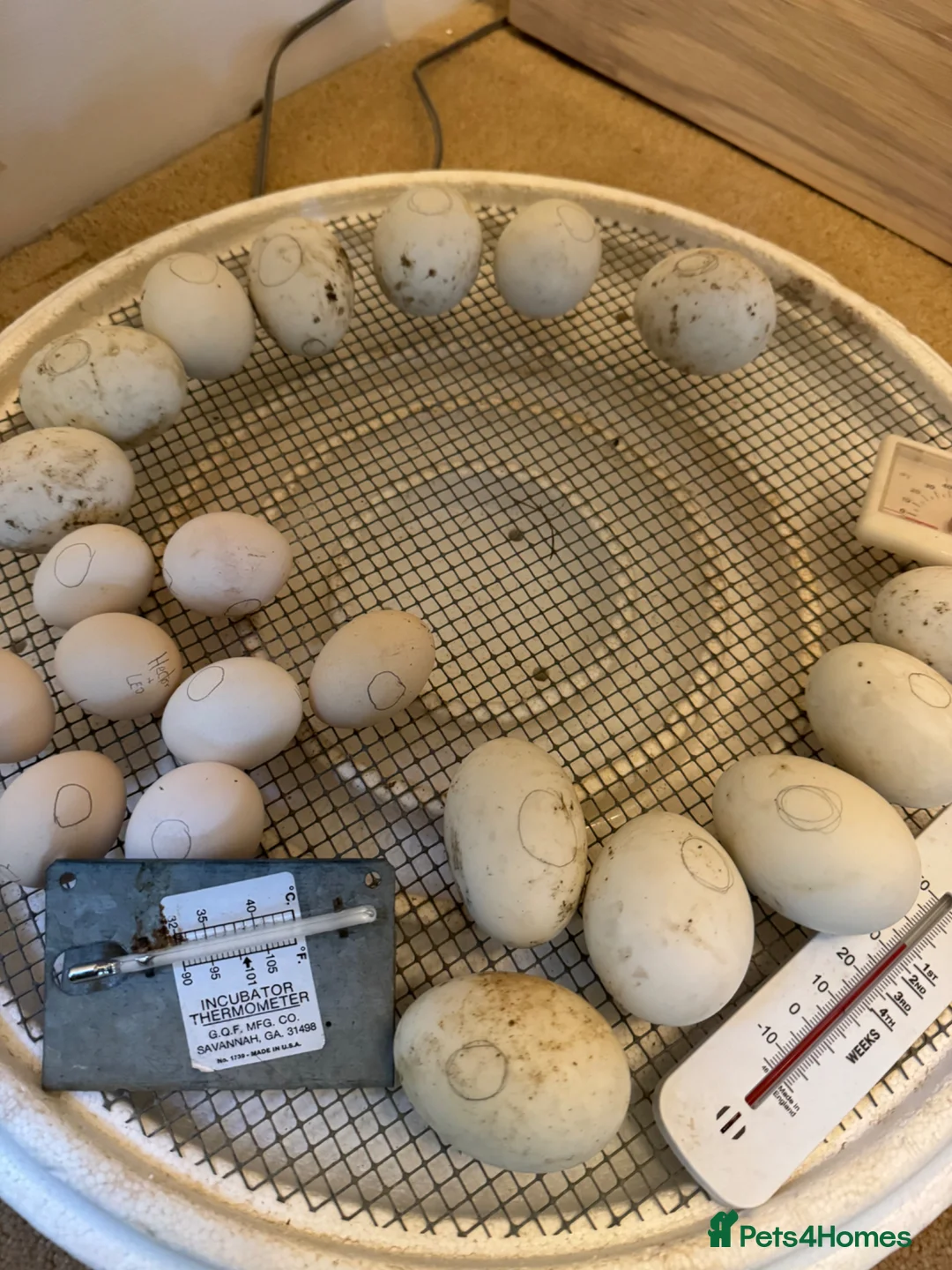 Ducks poultry for sale: Aylesbury Ducklings - Bristol Somerset in Banwell - Advert 2