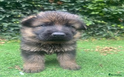 German Shepherd dogs for sale: German shepherd  - Image 11