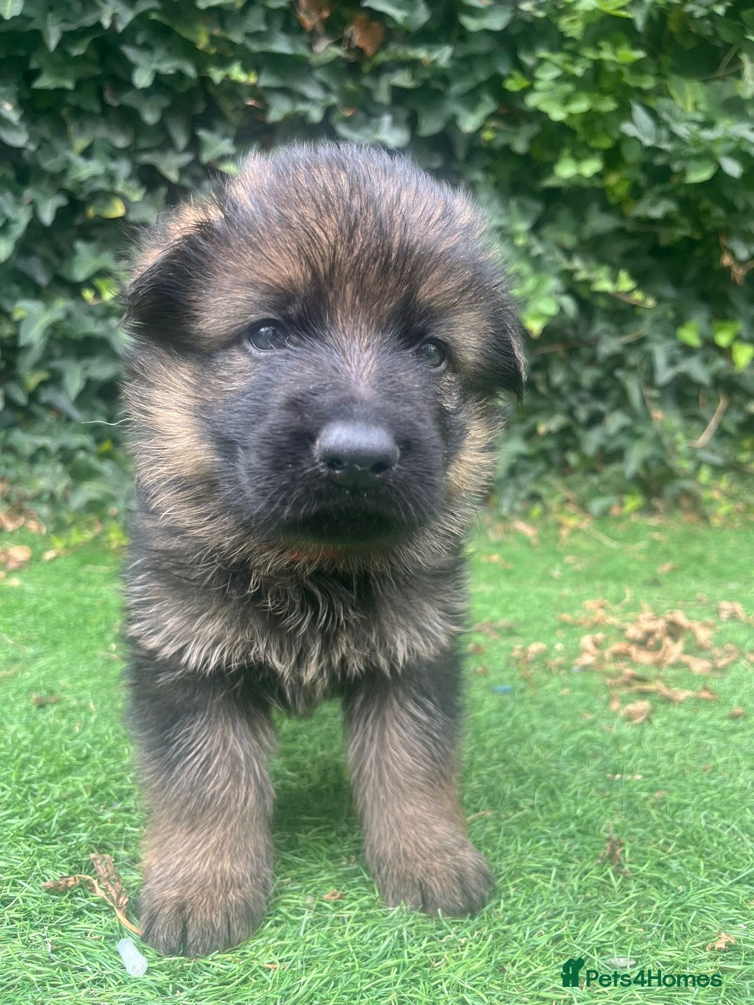 German Shepherd dogs for sale: German shepherd  - Image 11