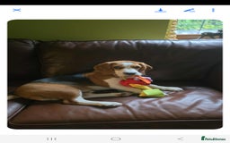 Bocker dogs for sale: Male beagle puppy  - Image 4