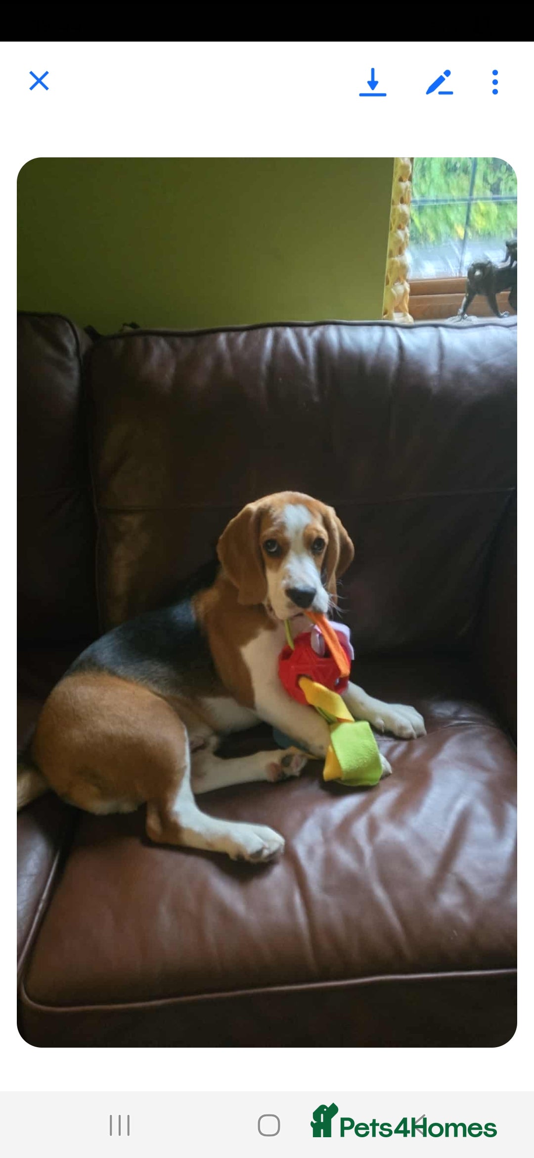 Bocker dogs for sale: Male beagle puppy  - Image 4