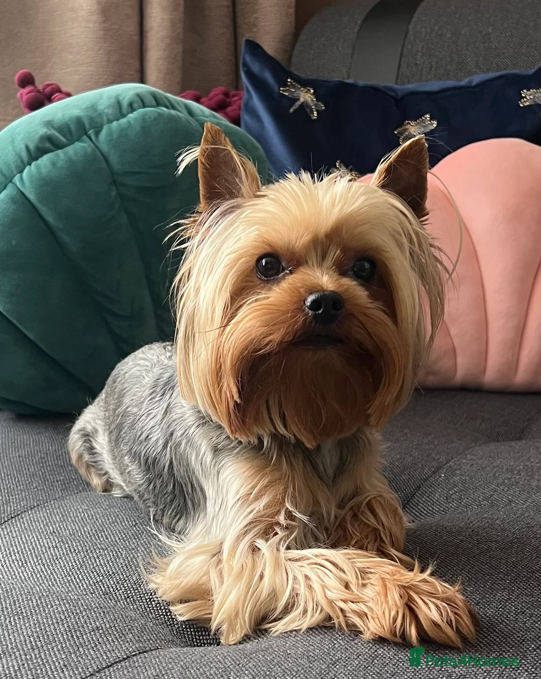 Yorkshire Terrier dogs for sale: Looking for special forever home - Advert 1