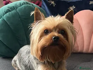 Yorkshire Terrier dogs Looking for special forever home - Advert 1
