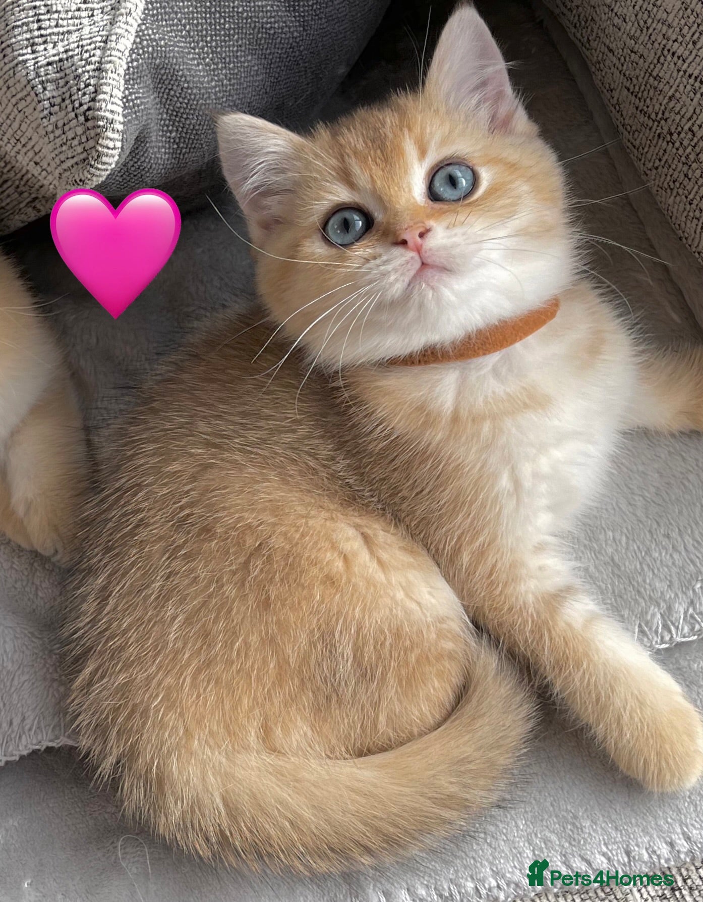 British Shorthair cats ❗️1 left❗️GCCF Stunning Golden BSH kittens (girls) - Advert 1