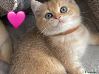 British Shorthair cats ❗️1 left❗️GCCF Stunning Golden BSH kittens (girls) - Advert 1