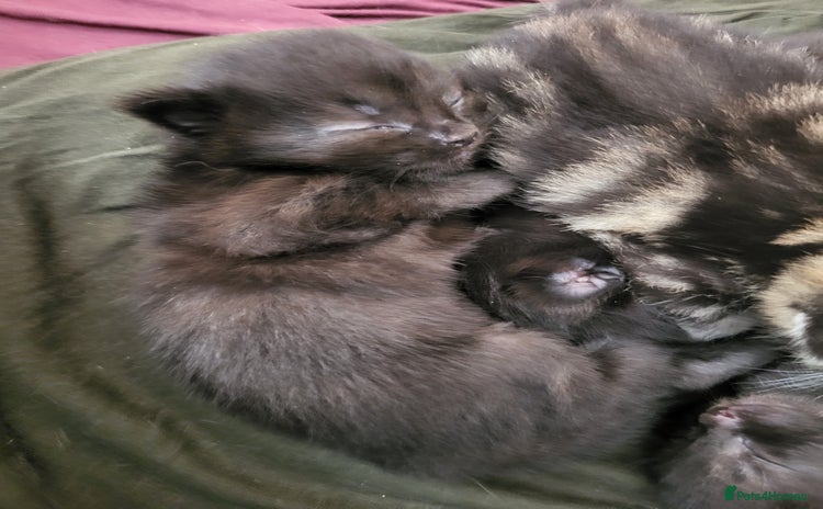 Mixed Breed cats - Advert 2