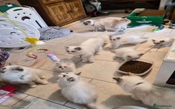 Ragdoll cats for sale: Blue mitted and bicolour ragdolls - Image 20
