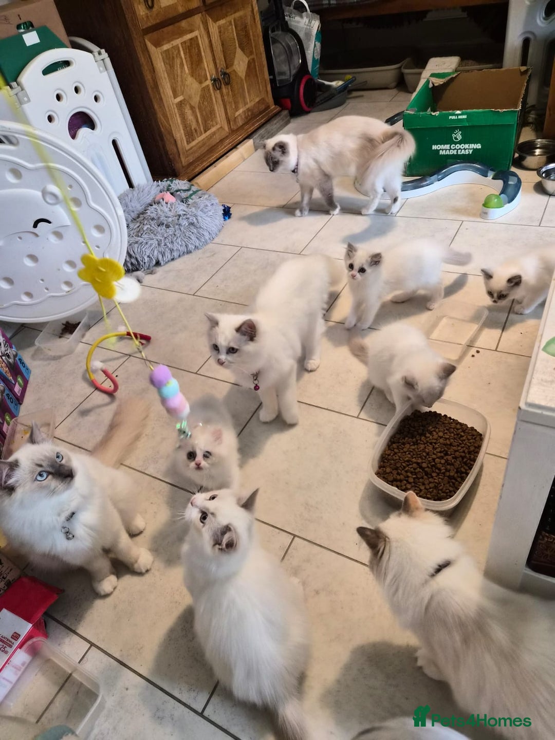 Ragdoll cats for sale: Blue mitted and bicolour ragdolls - Image 20