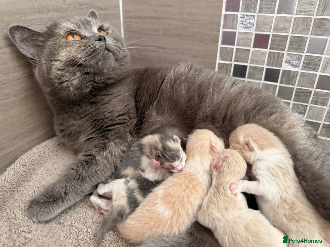 British Shorthair cats for sale: British Shorthair Kittens Cream & Tortoiseshell  - Advert 1