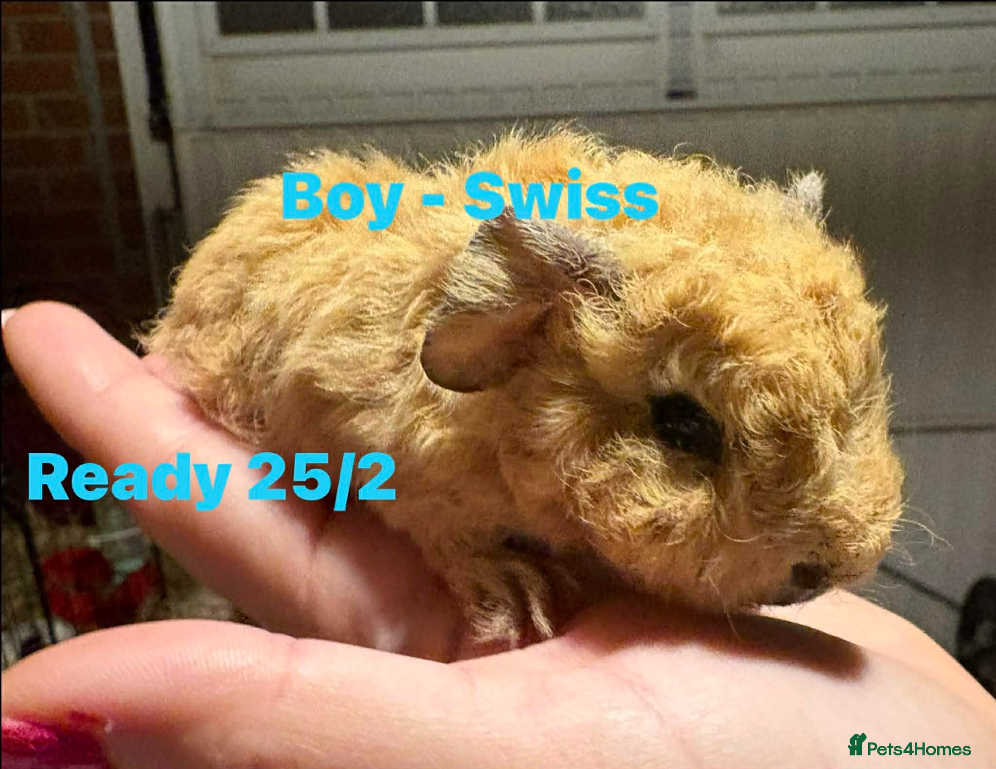 Guinea Pig rodents Ready to leave - Male & Female Guinea pigs  - Advert 12