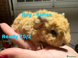 Guinea Pig rodents Ready to leave - Male & Female Guinea pigs - Advert 12