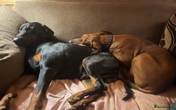 Mixed Breed dogs for sale: Rhodesian Ridgeback Cross Doberman - Image 6