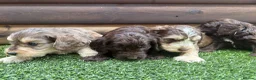 Cockapoo dogs for sale: F1 cockapoo puppies - Advert 4