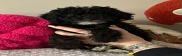 Toy Poodle dogs for sale: Toy poodle puppies READY NOW! - Advert 12