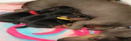 Miniature Dachshund dogs for sale: 3 Stunning Black/Tan Mini Dachshund Girls - Advert 22