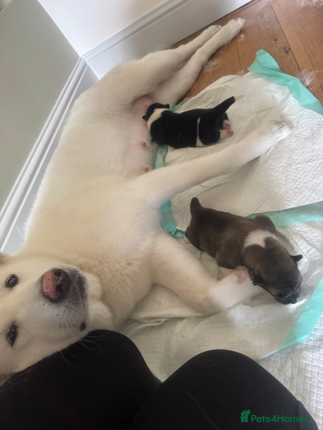 Akita dogs for sale: 2 Akita puppies 1 female 1 male  - Image 7
