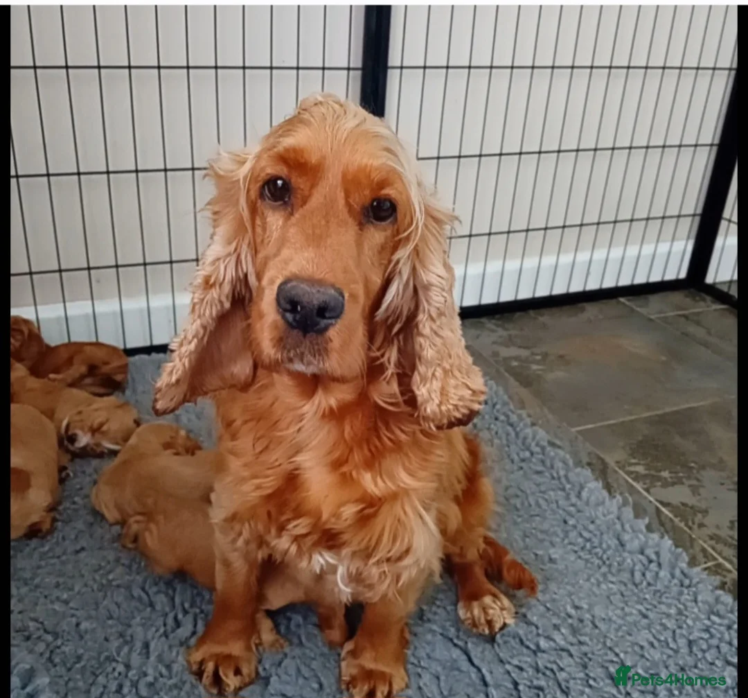 Cockapoo dogs for sale: Stunning Fox Red Cockapoo  - Advert 2