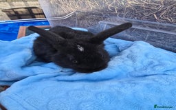 Lionhead rabbits for sale: 8 beautiful babies  - Image 7