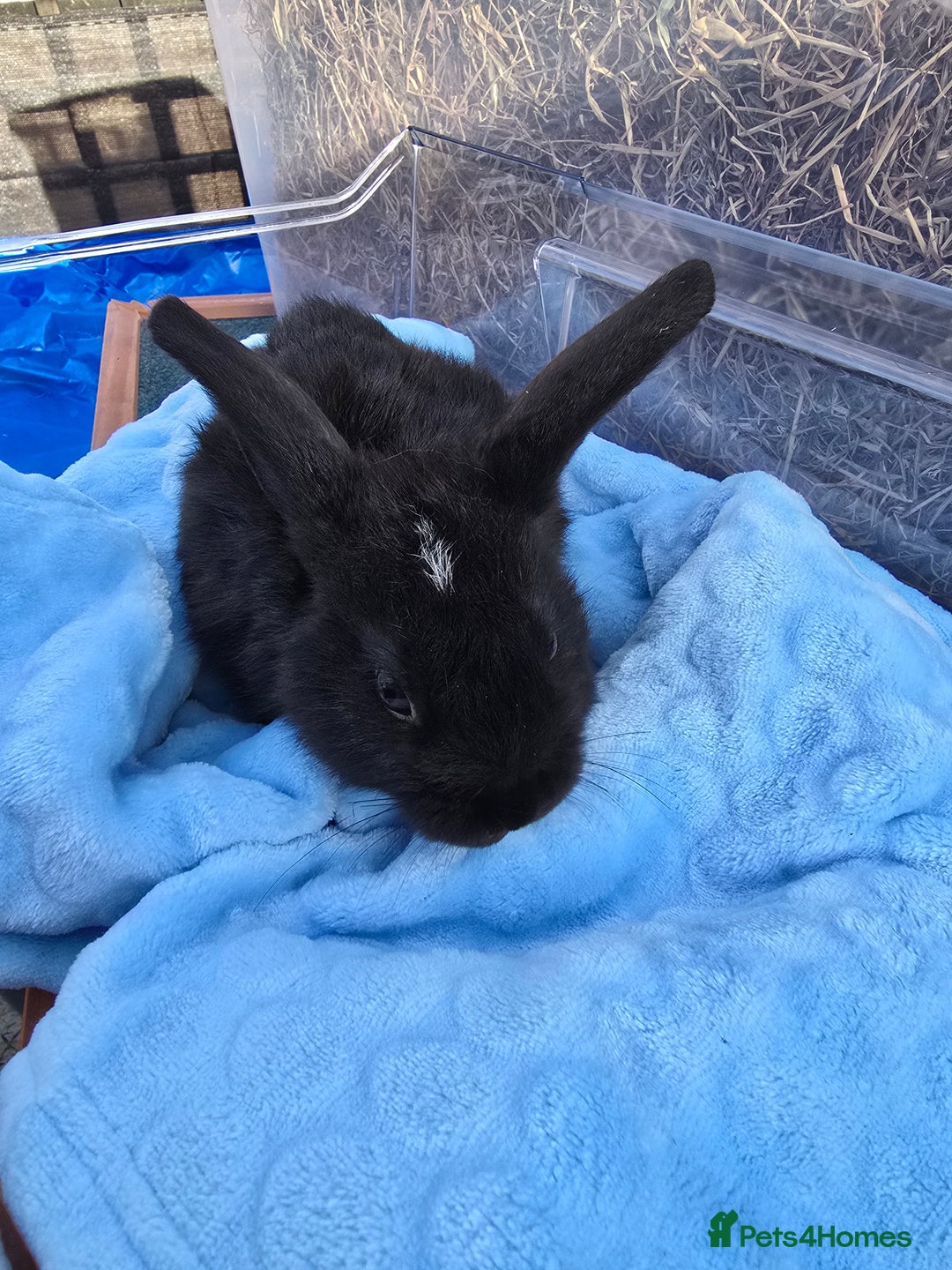 Lionhead rabbits for sale: 8 beautiful babies  - Image 7