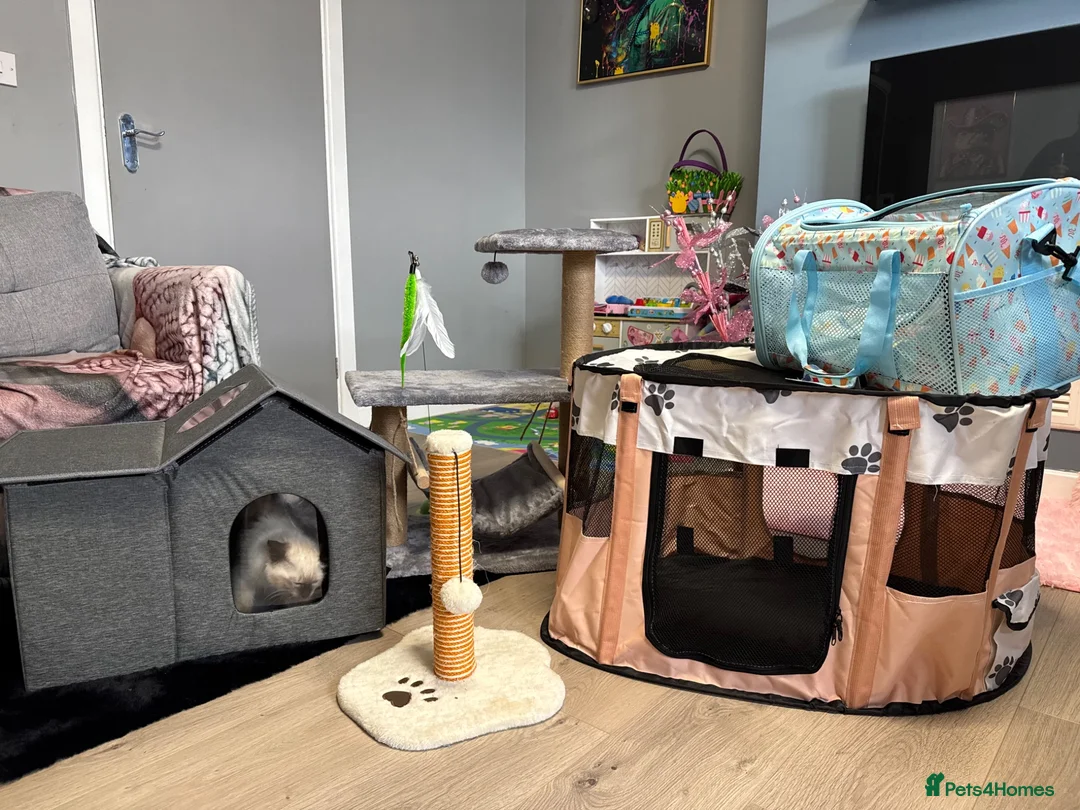 Ragdoll cats for sale: Ragdoll Kitten - Advert 11
