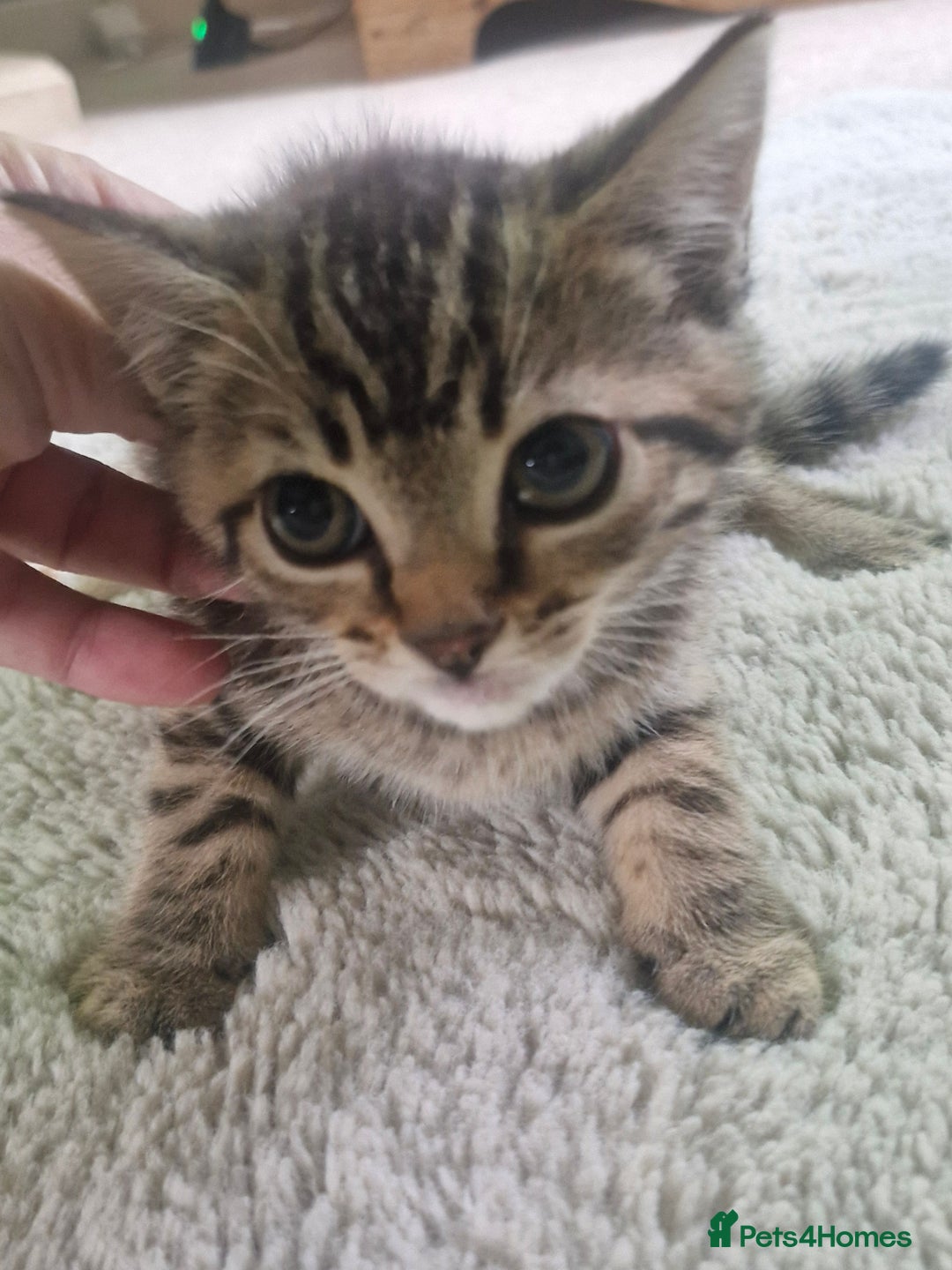 Mixed Breed cats for sale: 🐾Adorable kittens for sale  - Advert 2