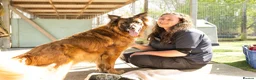 German Shepherd dogs for adoption: Biggie - Advert 3