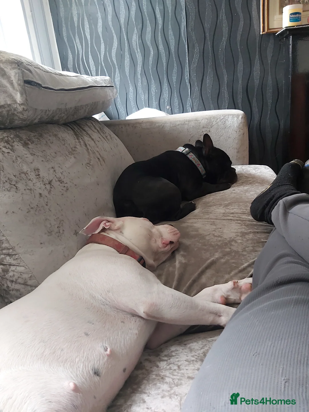 Mixed Breed dogs for sale: Bullmastiff cross Staffie pups  - Advert 15