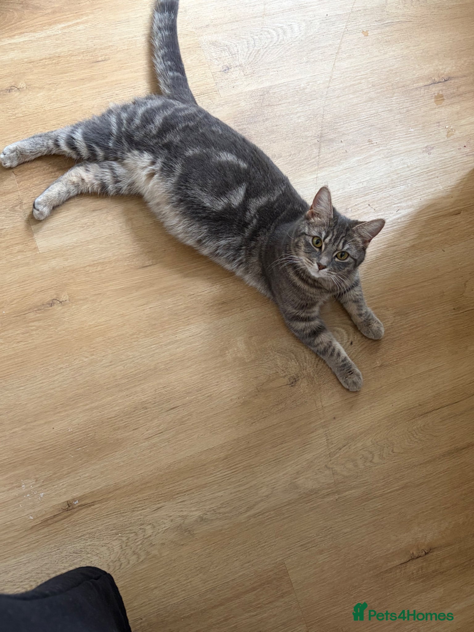 Mixed Breed cats Kittens ready for there new homes 23rd June❤️ - Advert 1