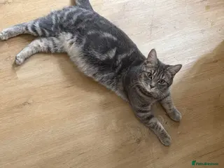 Mixed Breed cats Kittens ready for there new homes 23rd June❤️ - Advert 9