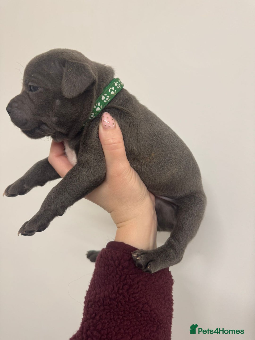 Staffordshire Bull Terrier dogs for sale:  KC Registered Staffordshire Bull Terrier Puppies - Advert 20