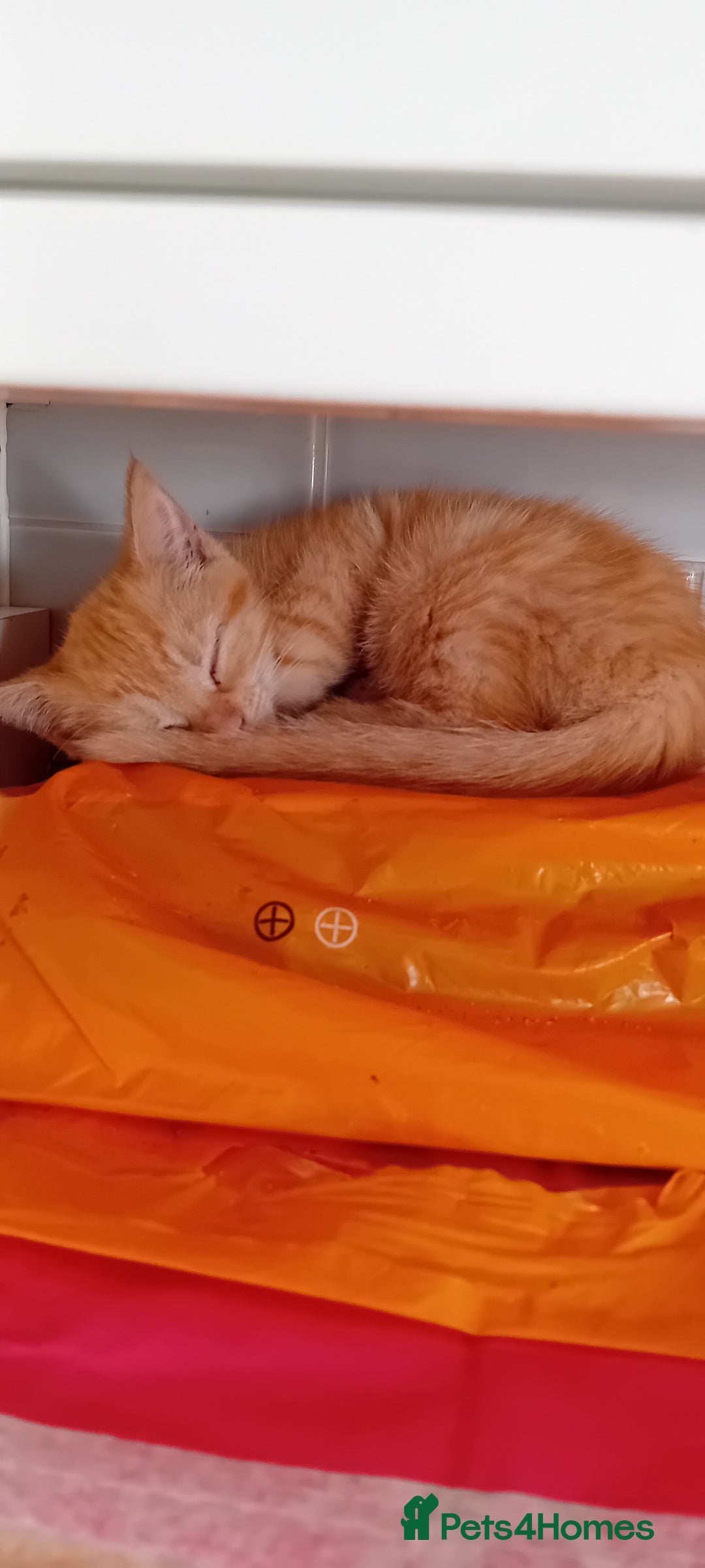 Mixed Breed cats for sale: Ginger kitten! - Advert 7