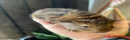 Guinea Pig rodents for sale: Baby Guinea Pigs for sale | ready to leave soon! - Advert 16