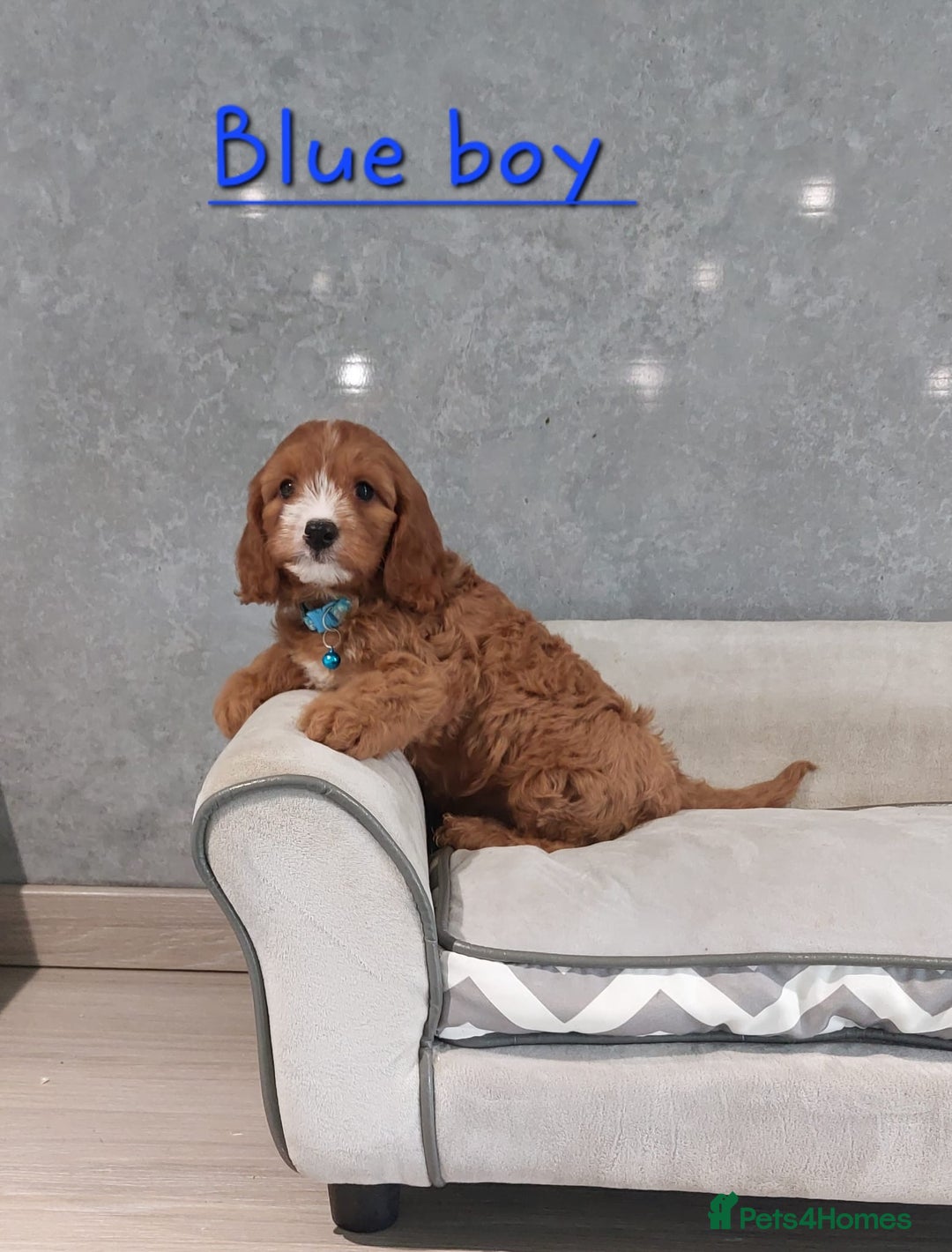 Cavapoo dogs for sale: Cavapoo F1 Puppies ❣️ - Image 9