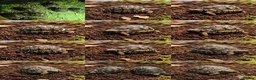 Tortoise reptiles for sale: Leopard tortoises  in Truro - Advert 2