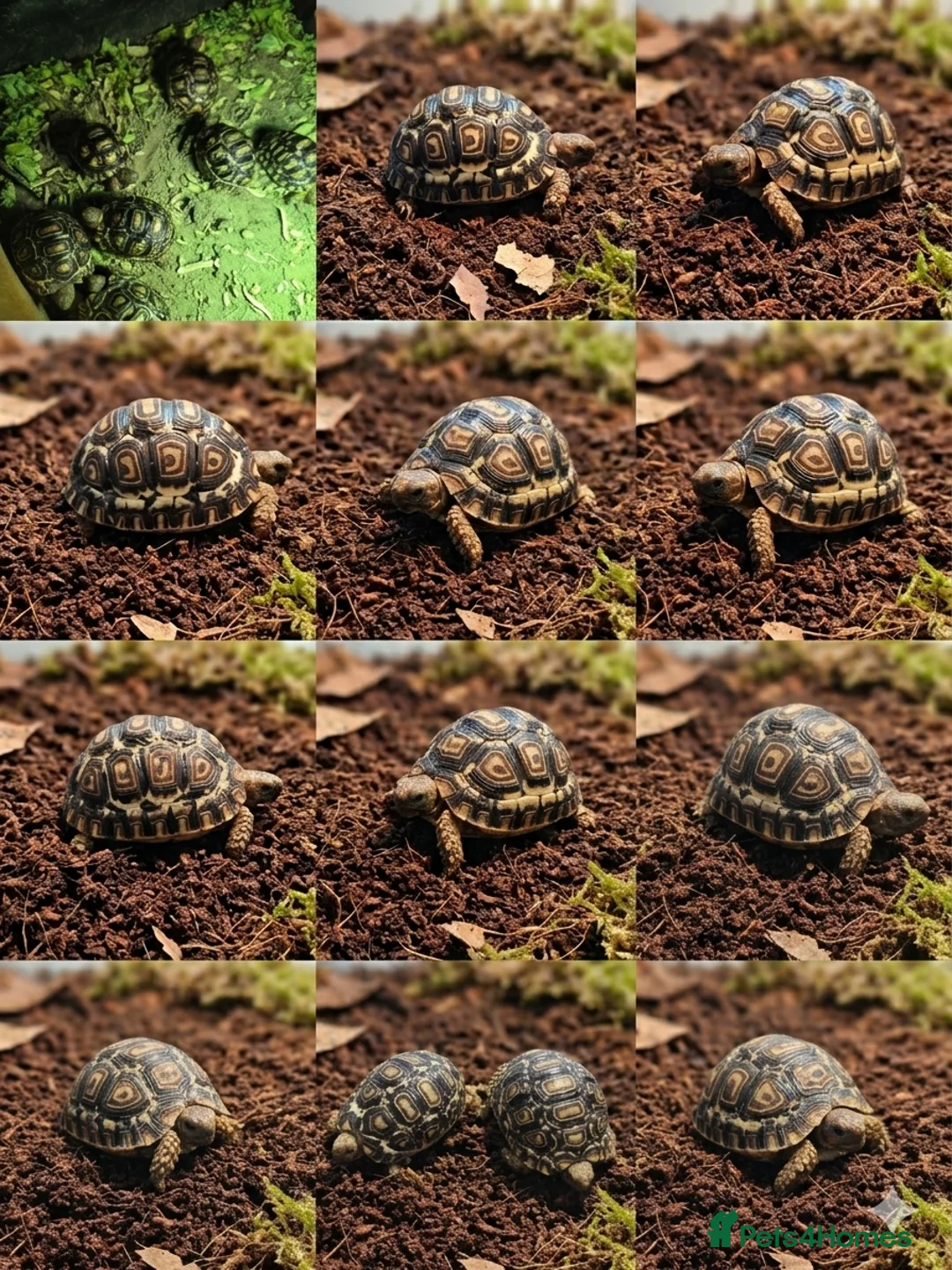Tortoise reptiles for sale: Leopard tortoises  in Truro - Advert 2