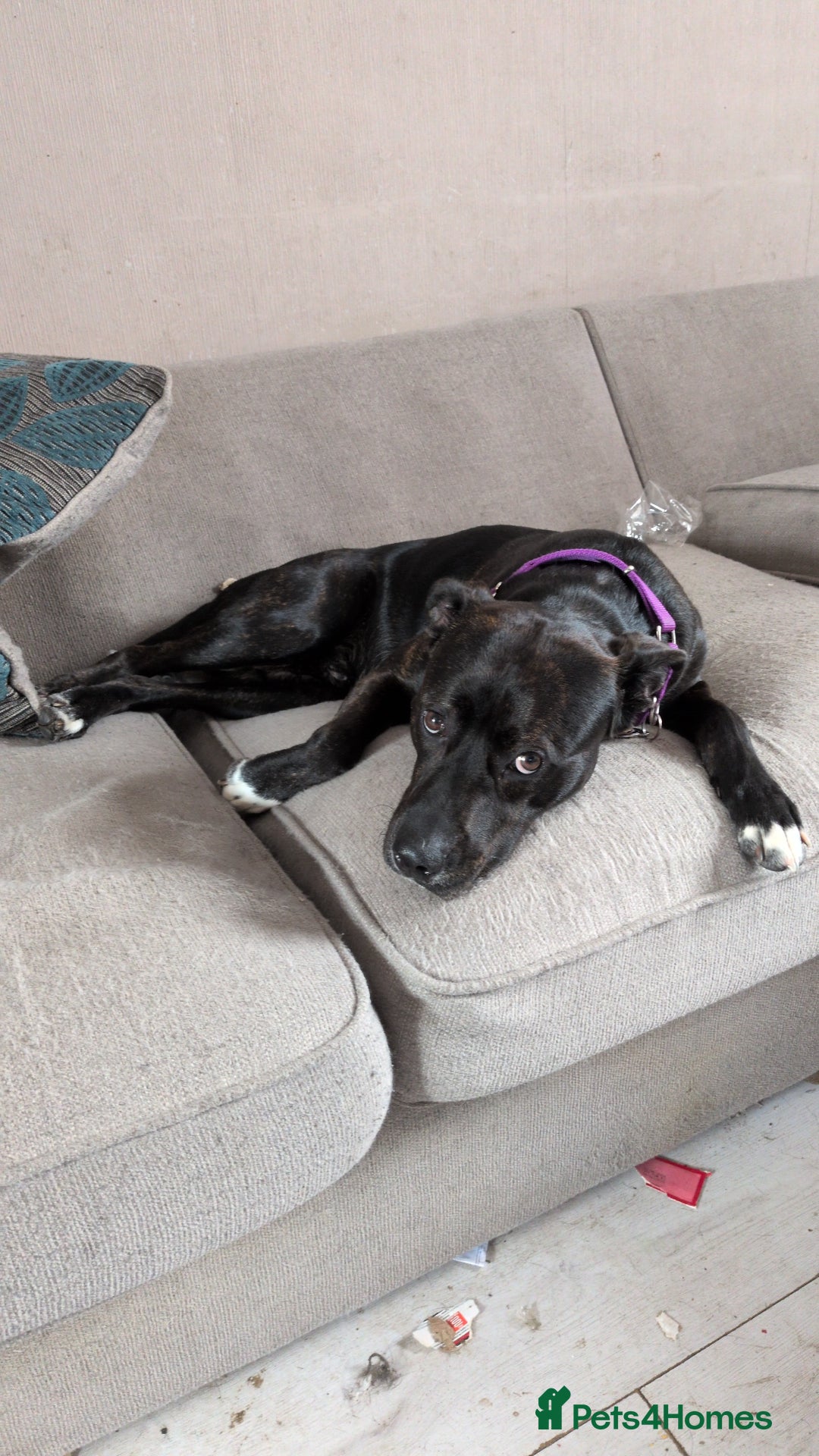 Mixed Breed dogs for sale: Labrador x Staffie - Image 3