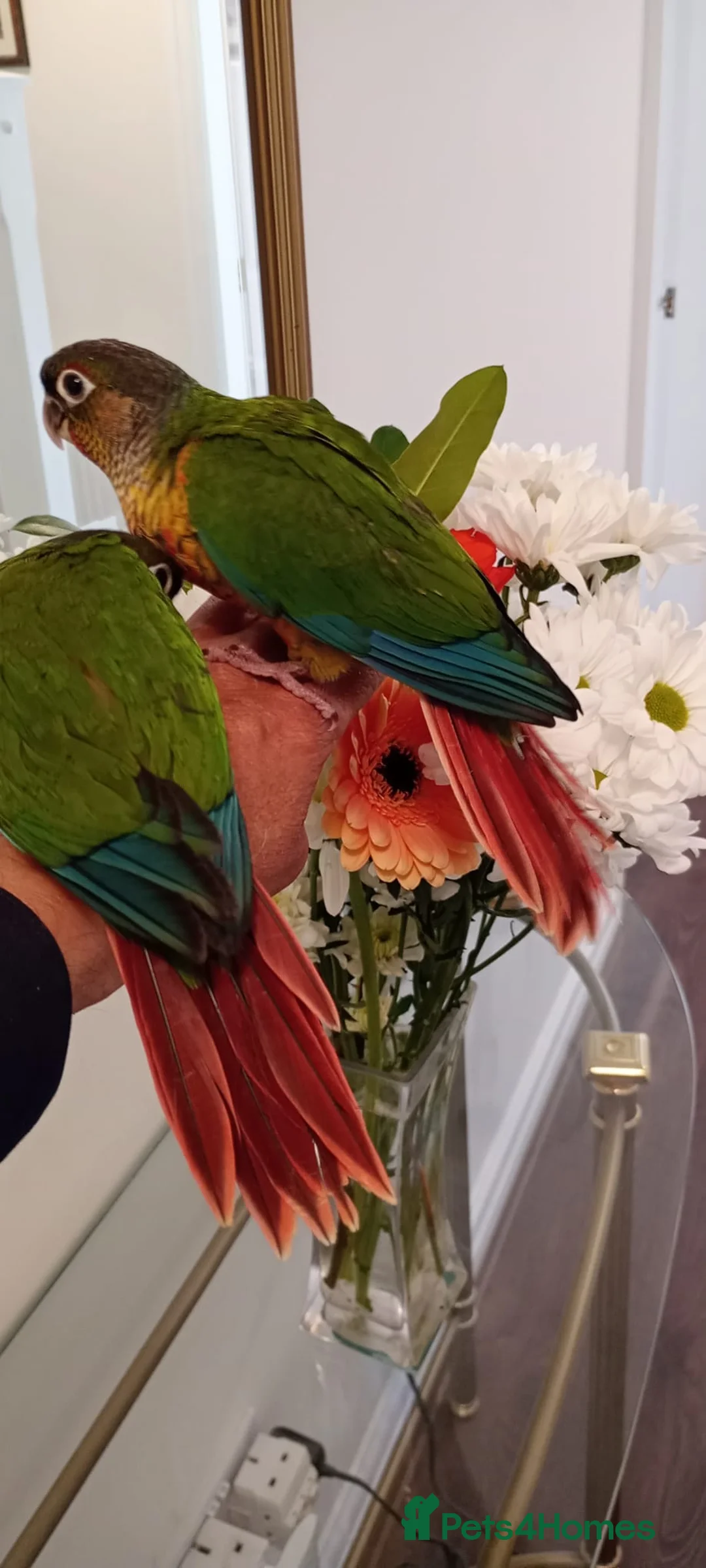 Conures birds for sale: Yellow sided green cheek conures for sale. - Advert 2