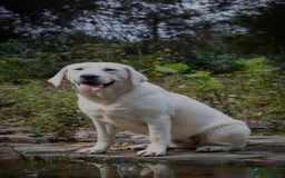 Mixed Breed dogs for sale: Labrador staffy puppy - Image 5