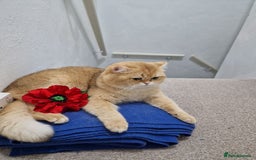British Shorthair cats for sale: GCCF reg BSH Chocolate and Black Golden Kittens - Image 7