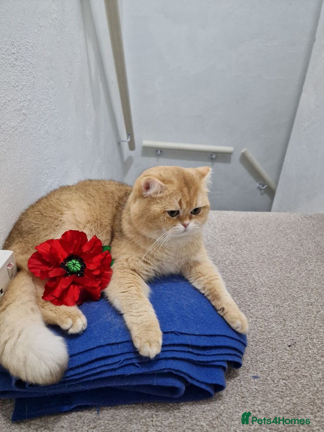 British Shorthair cats for sale: GCCF reg BSH Chocolate and Black Golden Kittens - Image 7