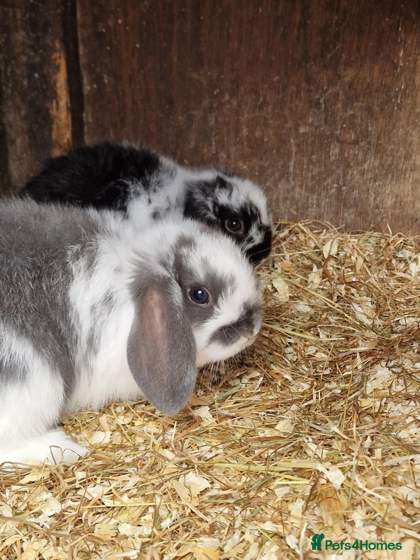 Mini Lop rabbits Mini lops - Advert 2