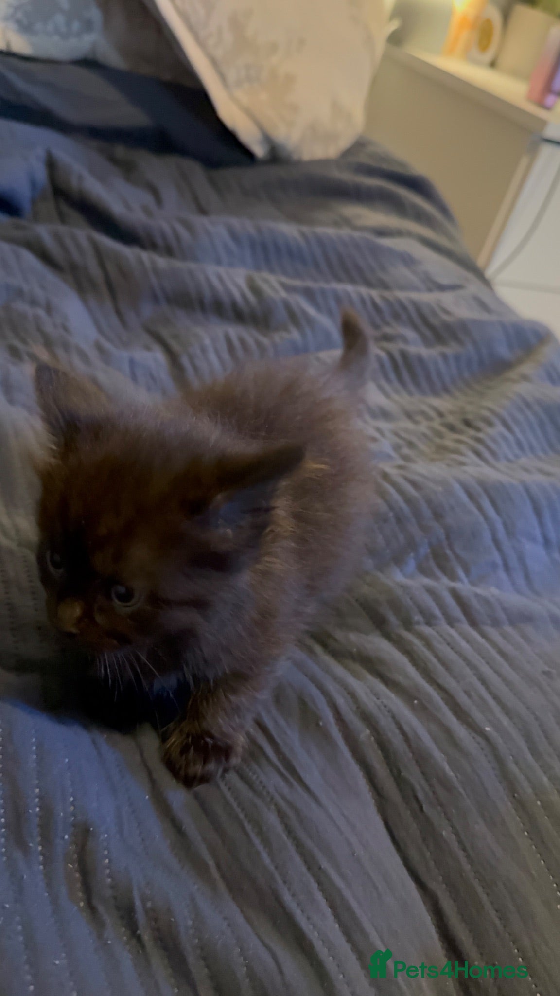 British Longhair cats Beautiful longhair kittens for SALE! - Advert 1