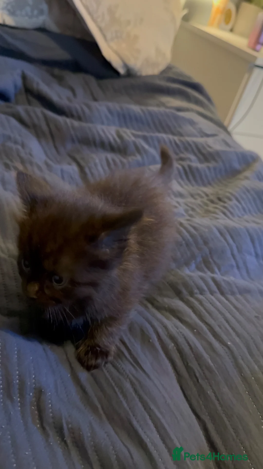 British Longhair cats for sale: Beautiful longhair kittens for SALE! - Advert 2