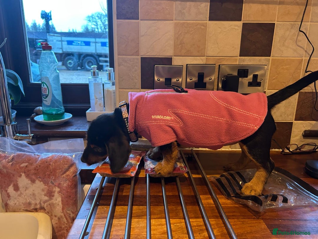 Mixed Breed dogs for sale: Dachshund x Jack russell puppies  - Advert 6