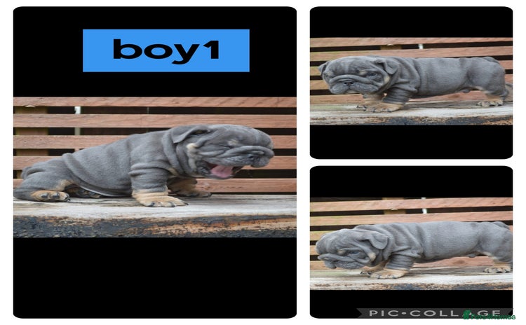 English Bulldog dogs - Advert 2