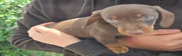 Miniature Dachshund dogs for sale: 5 X miniature dachshunds puppies for sale - Advert 3